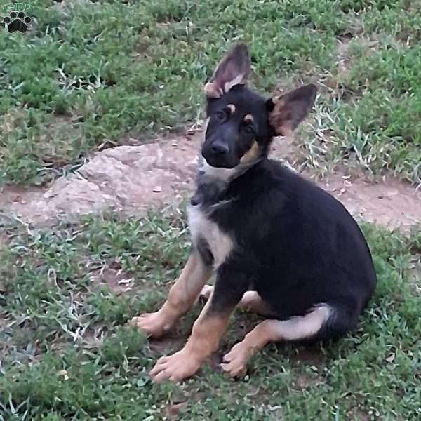 Ariel, German Shepherd Puppy